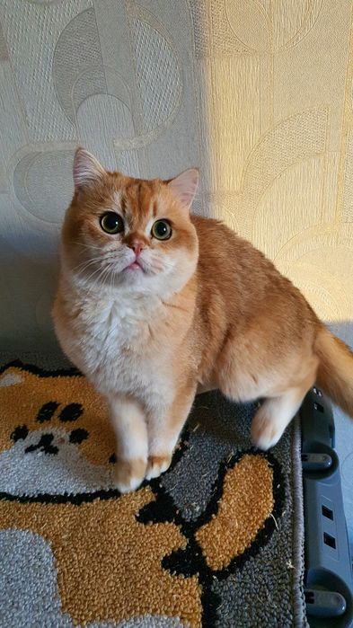 Вязка Золотая шиншилла кот ny12