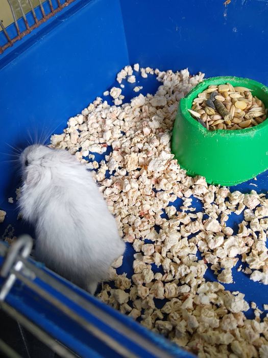 Джунгарскией хомяк