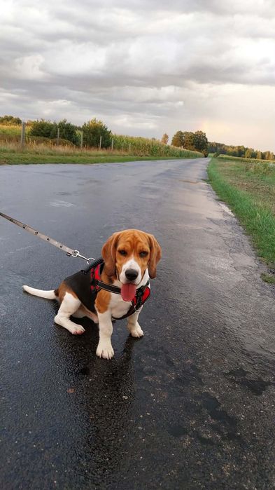 Beagle szczeniak rodowód chip
