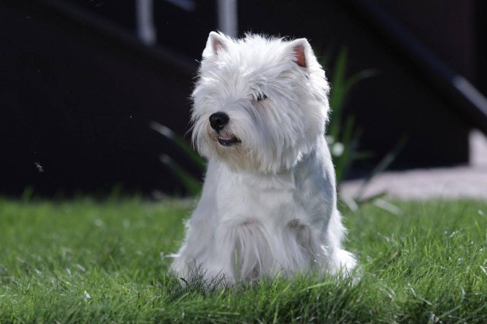 Цуценя Вест Хайленд Уайт тер'єра