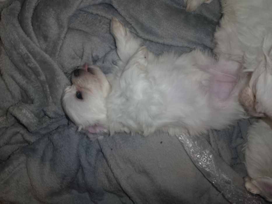 Мальтезе неймовірні