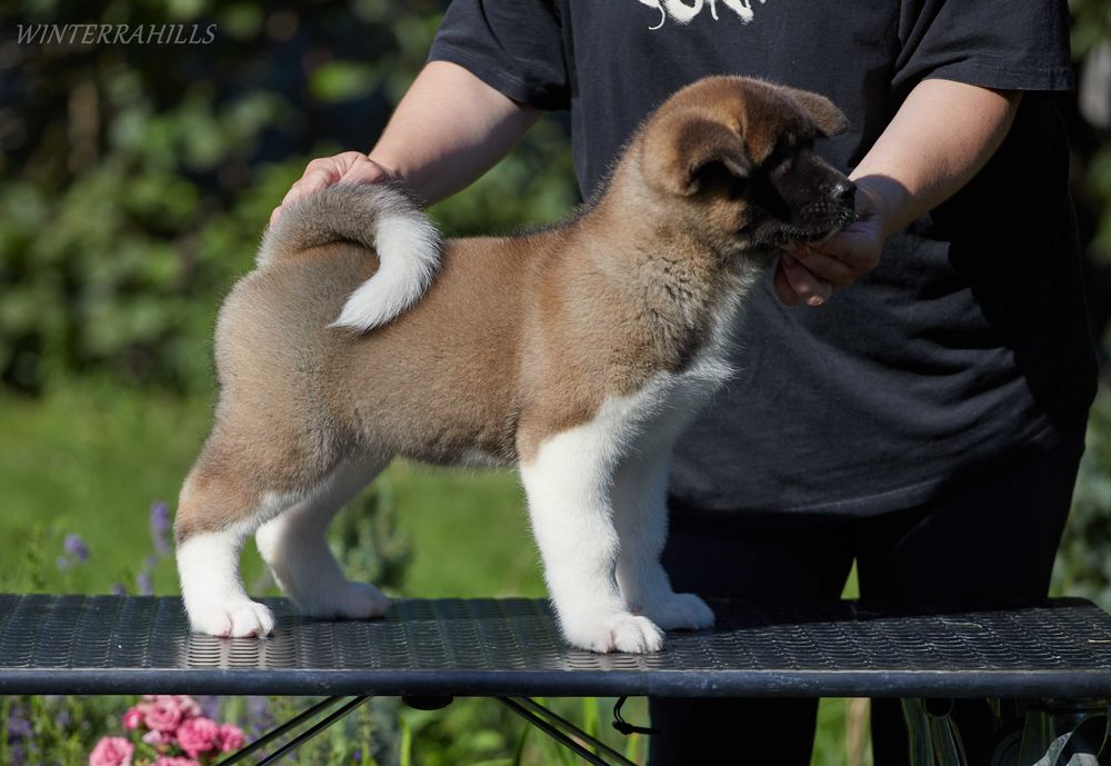 Неймовірні ведмедики ~ Американська Акіта ! Американская Акита КСУ