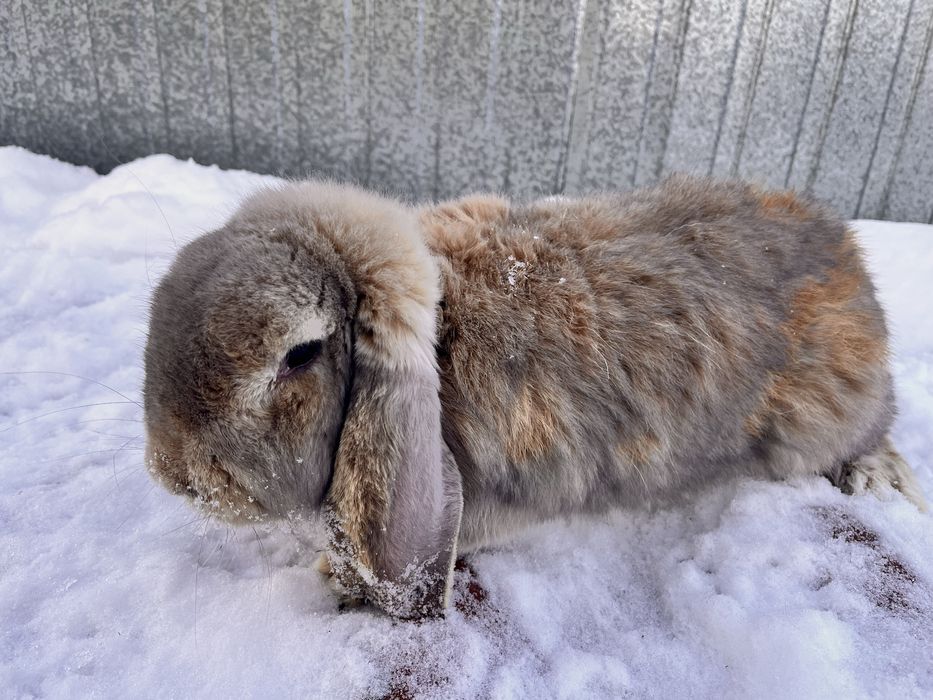 Samiec baran francuski króliki