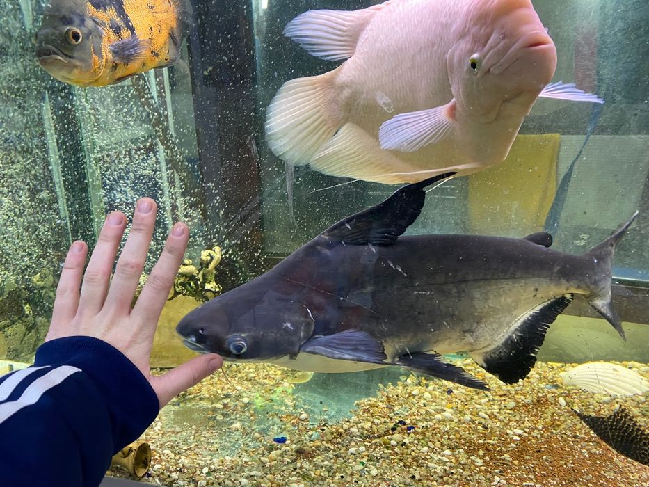 Peixes gigantes lindos
