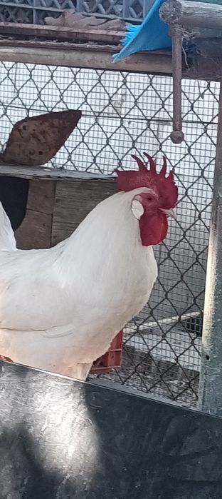 Galos legorn e outros