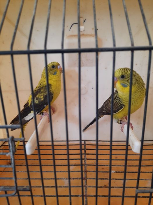 Piriquitos asas negras