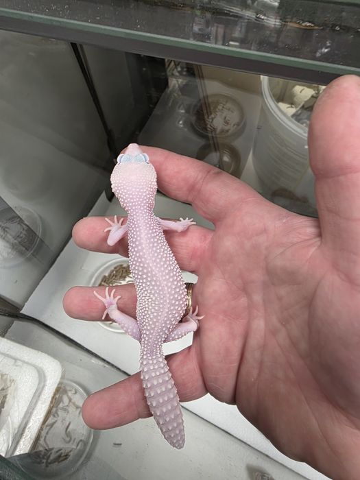 Gekon lamparci super snow w Gruby Kocur GALERIA TREND