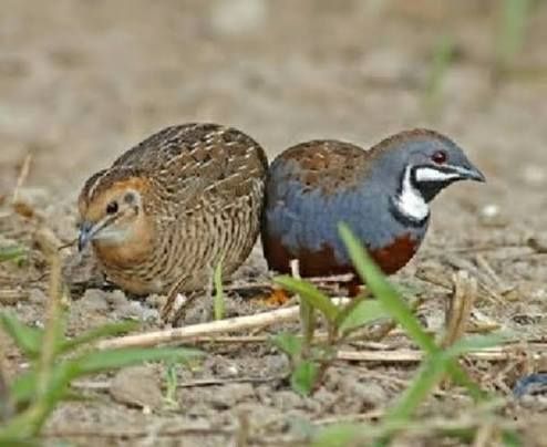 Codornizes chinesas ( Machos)