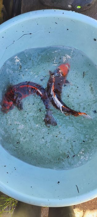 Carpas koi lindíssimas