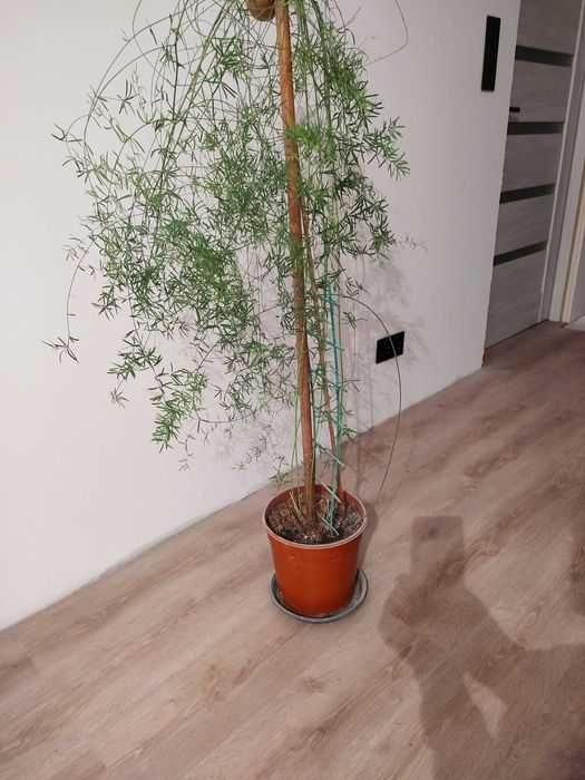 Kwiatek doniczkowy asparagus duża sadzonka