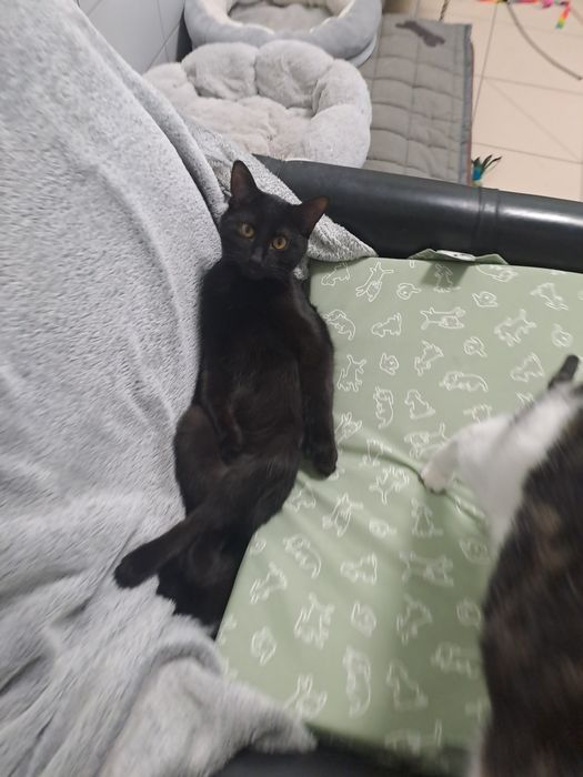 Kocurek Makumba szuka domku