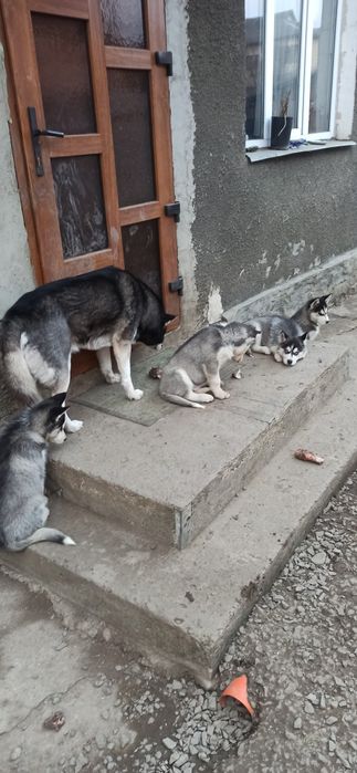 Сибірська  хаскі