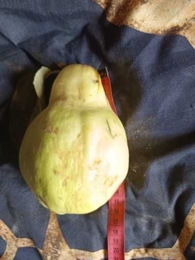 Pigwa w syropie na odporność Wit C