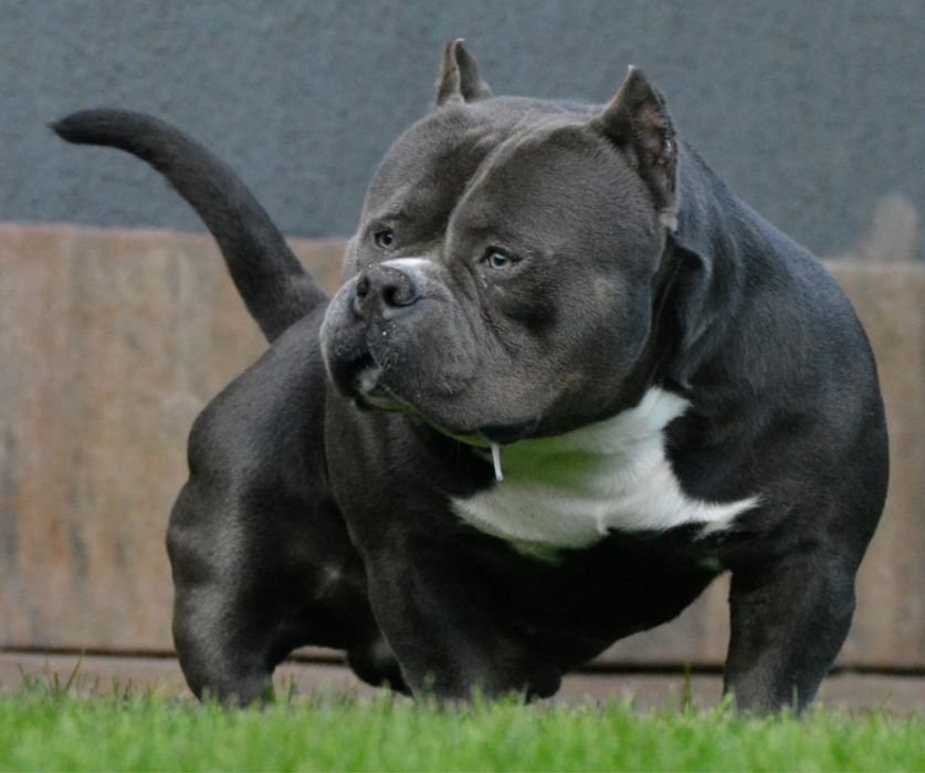 american bully - Тварини - OLX.ua