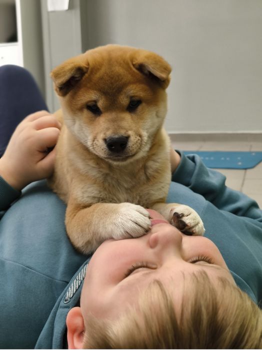 Shiba Inu śliczny piesk ZKwP/FCI