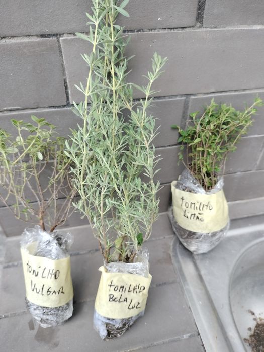 Aromáticas horta da casa