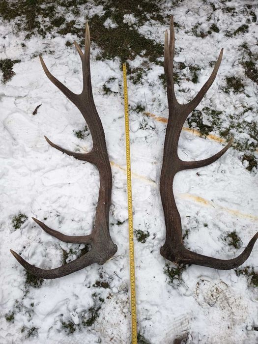 Благородные рога оленя рог