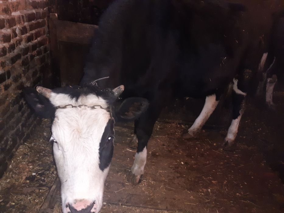 Продам ялівку,телицю на корову.