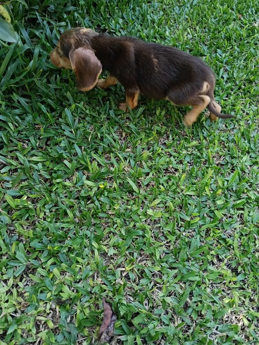 Teckel xx cerdoso macho