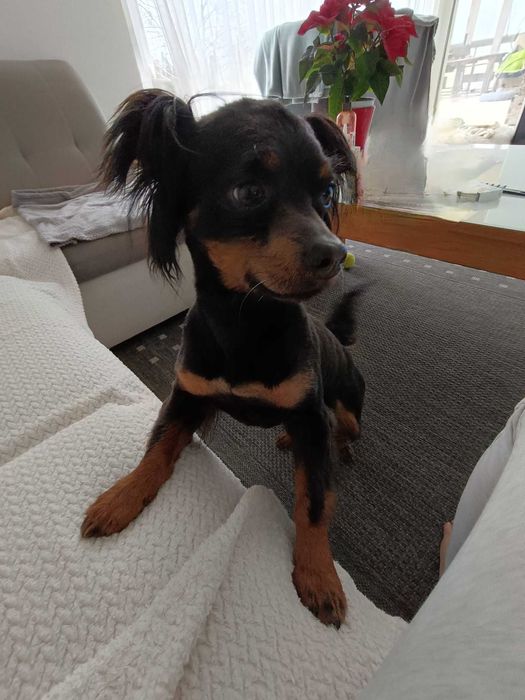 Kajko poleca się do adopcji
