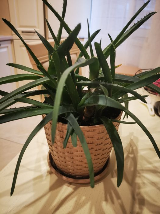 Отдам бесплатно алоэ