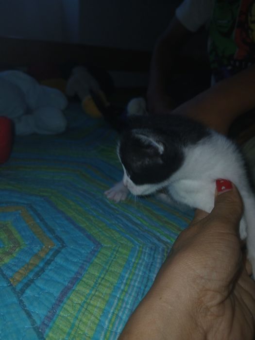 Gatinhos para doar