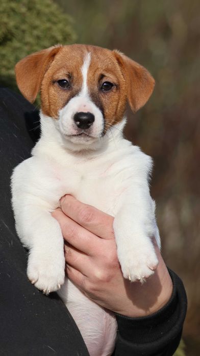 Śliczny Jack Russell Terrier ZKwP FCI-piesek z wzorcowej hodowli