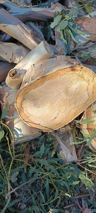 Selling Various Eucalyptus Tree Trunks428055224481239043
