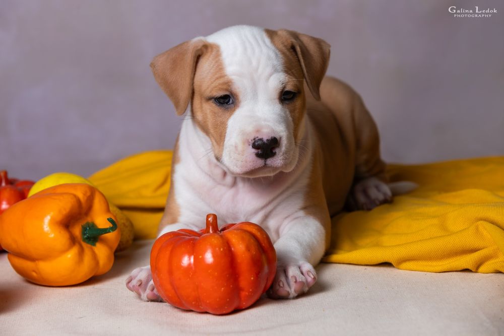 Перспективна дівчинка Амстаффа (КСУ) — All’Vari Style. 2.5 місяці