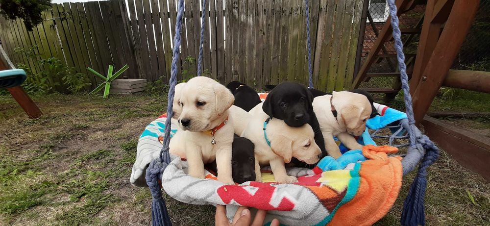 Labradory z rodowodem 4pokoleniowym biszkoptowe labrador retriever