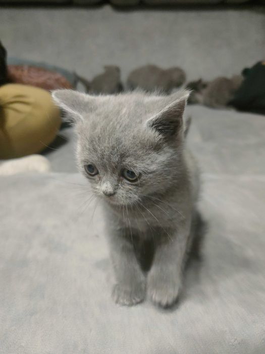 Шотландские котята продам