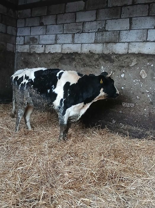 Sprzedam dwie jalówki wysokocielne