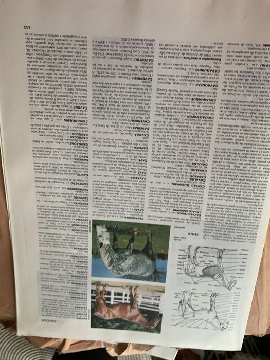 Enciclopedia larouse