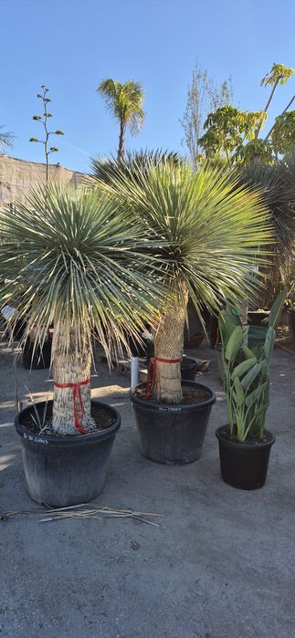 Yucca rostrata.  Palma mrozoodporna.  Juka. Trachycarpus fortunei