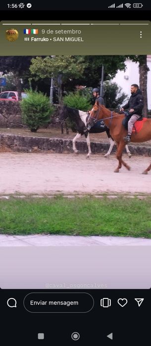 Cavalo tratador francês