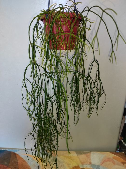 Продам ріпсаліс 450 грн