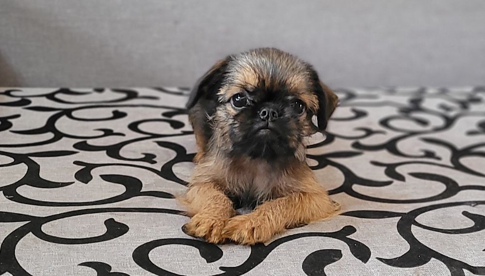 Дівчинка брюссельського гріффона