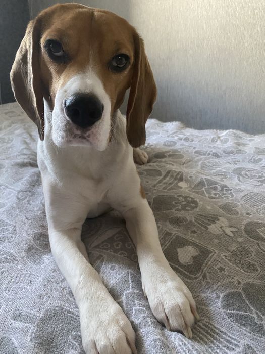 Красунчик породи бігль для вʼязки