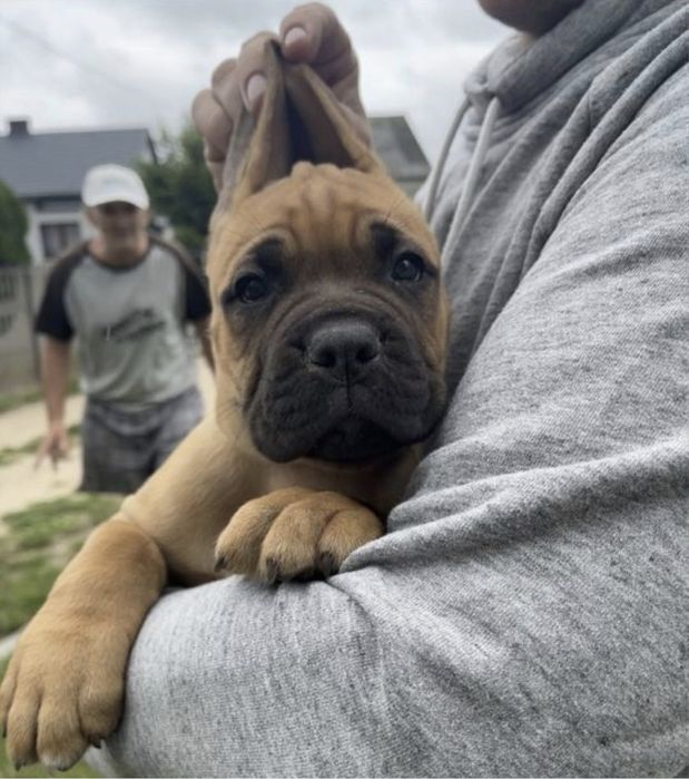 Cane Corso mocna suczka