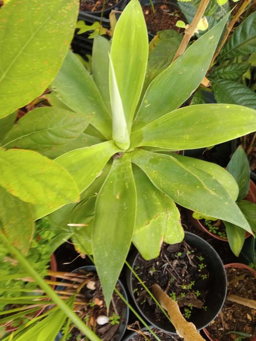 Suculenta agafes em vaso