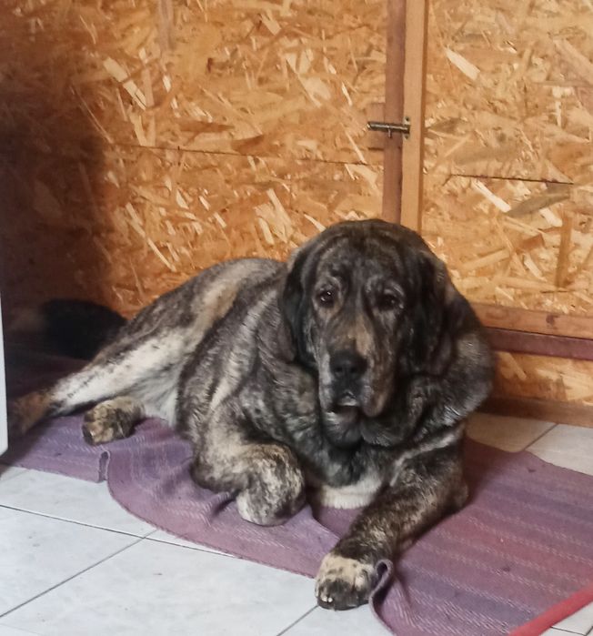 Щенки САО ( алабай )