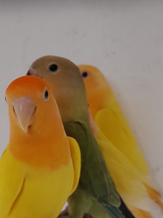 Rosicoles e  caturras