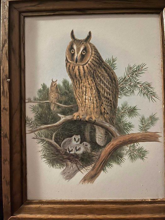 сови в рамках для декора
