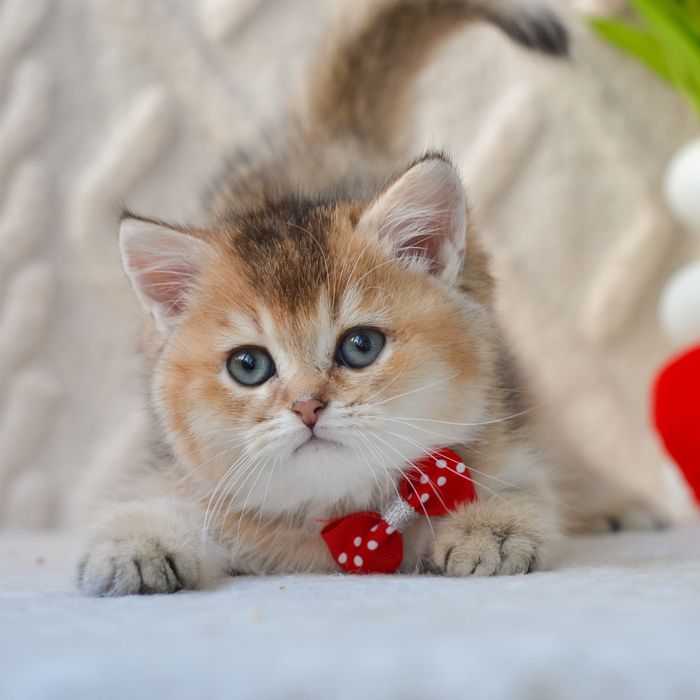 Киів. Милий британчик