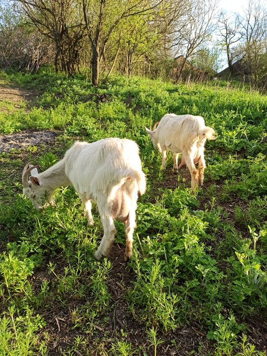 Продам дійну козу