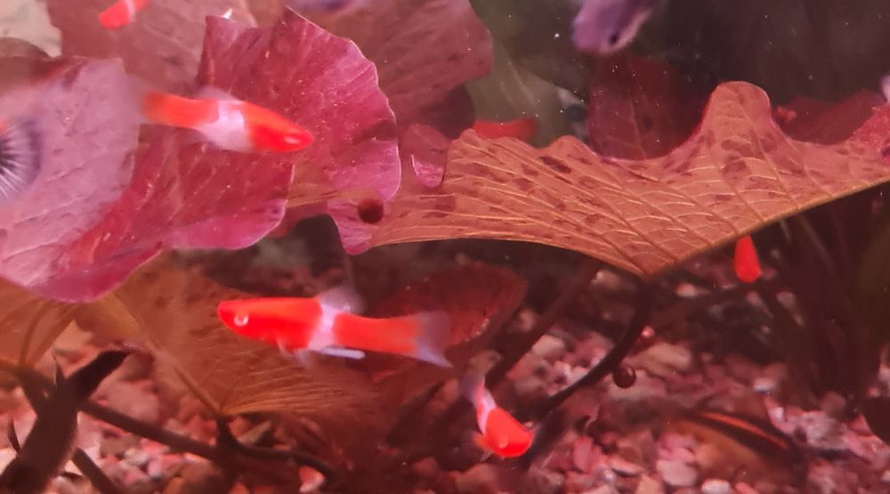 Меченосец Санта Клаус