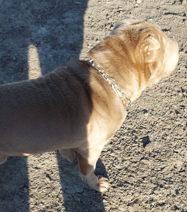 Шарпей шукає подружку