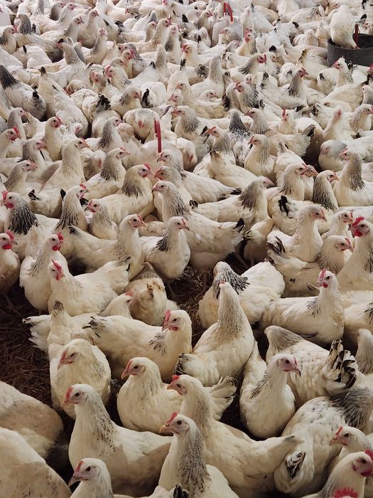 KURY młode ! NIOSKI z wolnego wybiegu z jajkiem ! Dowóz GRATIS !