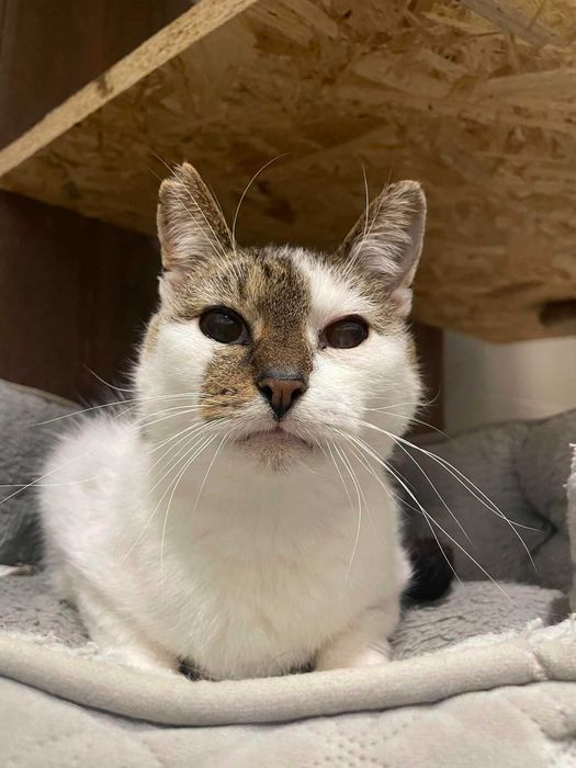 Sucharek-Kotek szuka domu