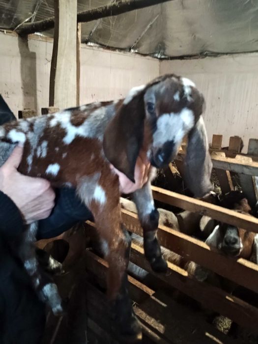 Англонубийськи козенята.